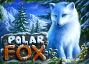 Polar Fox